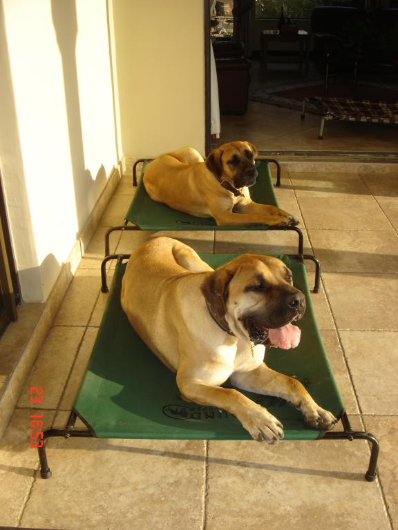Sleepers for dogs top