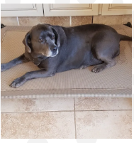 Load image into Gallery viewer, Hound Sleeper Black & Beige Patio