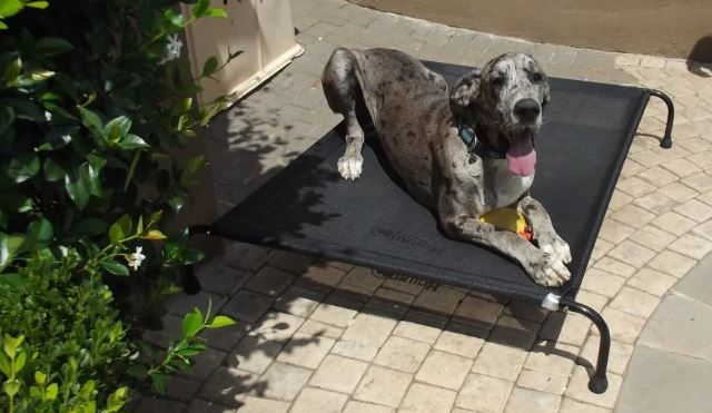 Hound Sleeper Black Beige Patio