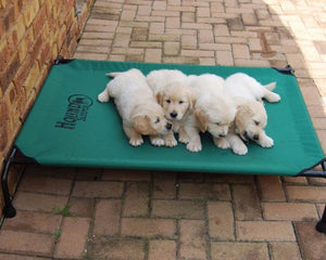 Hound Sleeper Green Canvas Dog Sleeper