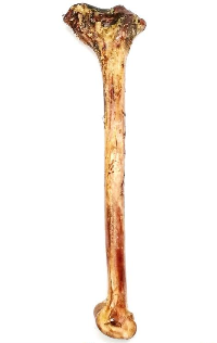 Ostrich Bone